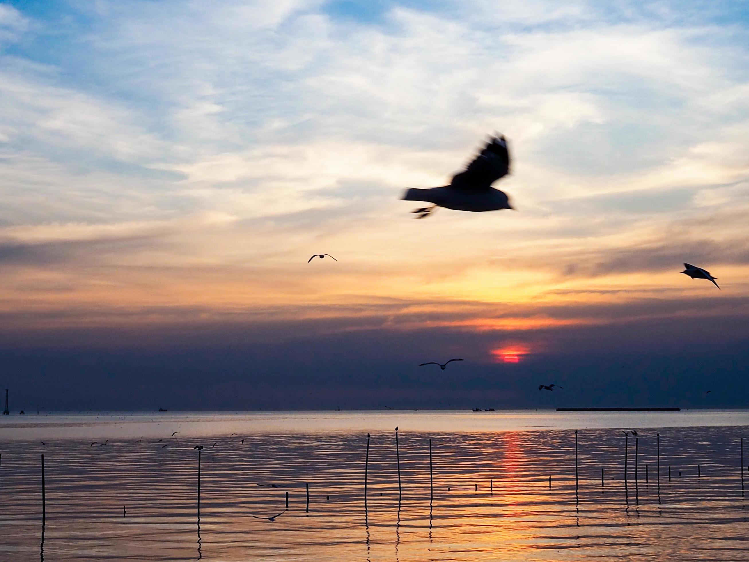 Flock of birds flies above the sea surface. Bird flying back to nest in natural sea and golden sky background during beautiful sunset. Stock Free