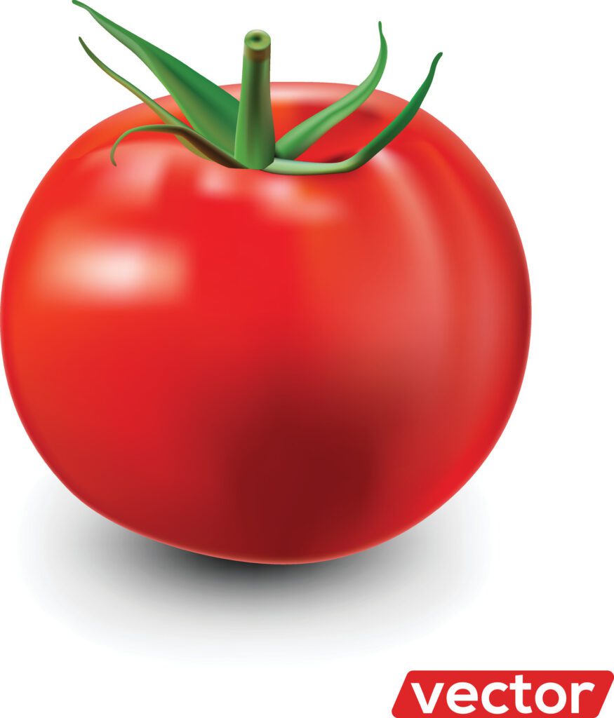 Tomato isolated on white. Realistic illustration of big ripe red fresh tomato isolated on white background Free Vector