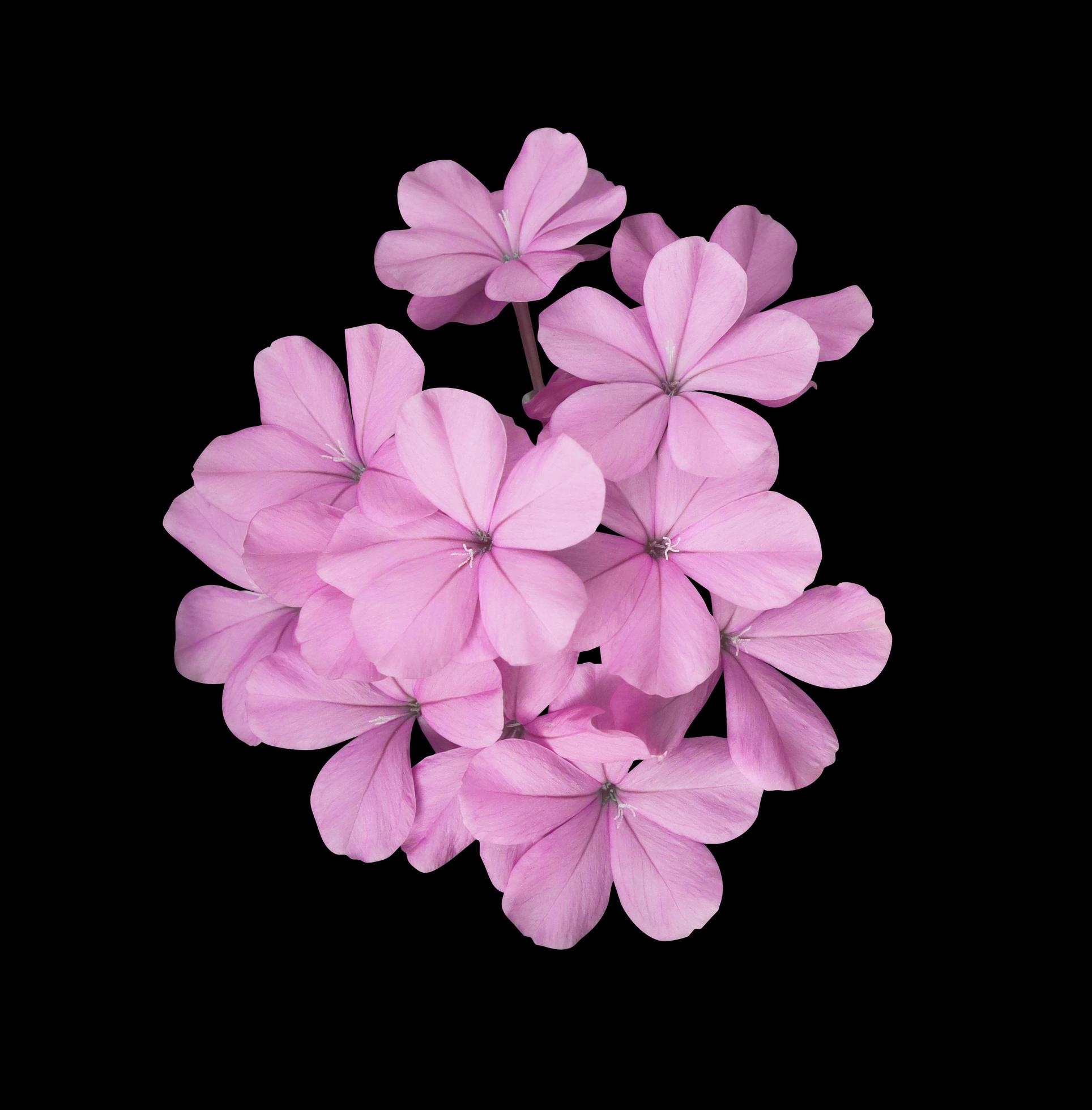 Beautiful pink-purple flowers of Cape leadwort or Plumbago auriculata tree. Close up small pink-purple flower bouquet isolated on black background. Stock Free