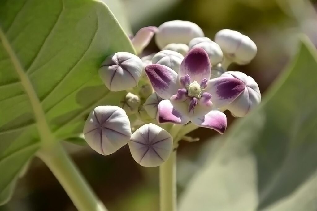 A close-up of a plant with purple flowers and green leaves Stock Free