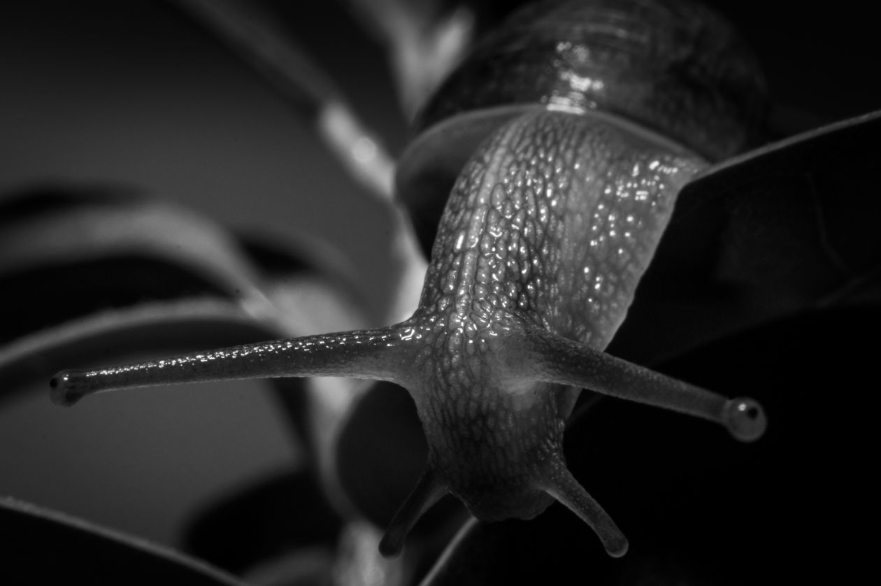 Snail in Black and White Stock Free