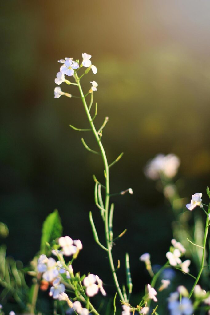 Beautiful bloming white wild flowers fields in springtime and natural sunlight shining on mountain. Stock Free