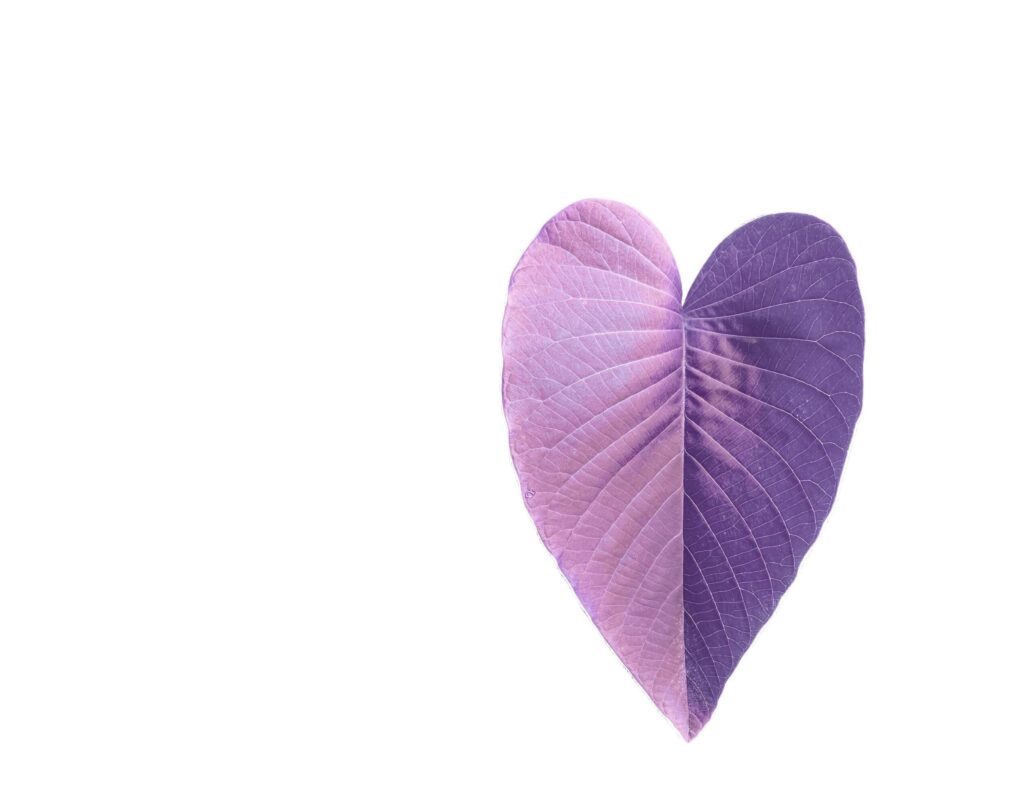 A cut-out of purple heart shaped tree leaf on a white background with clipping paths. Stock Free