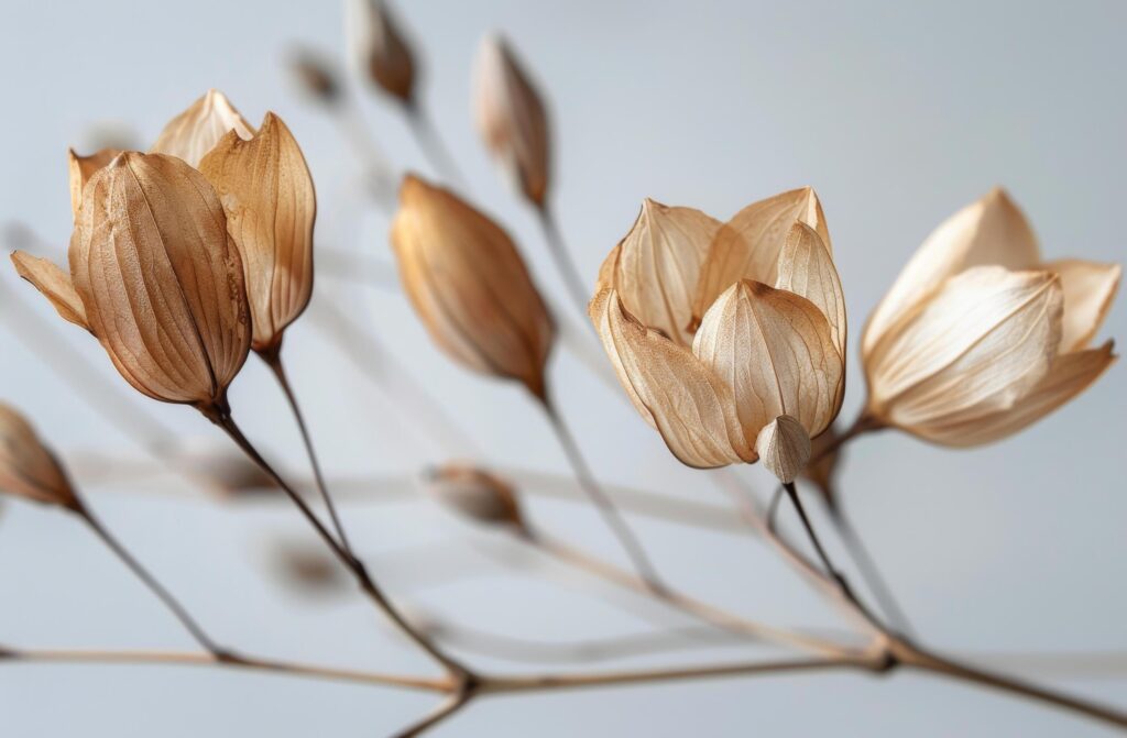 Delicate White Flowers and Brown Grass Against a White Background Stock Free