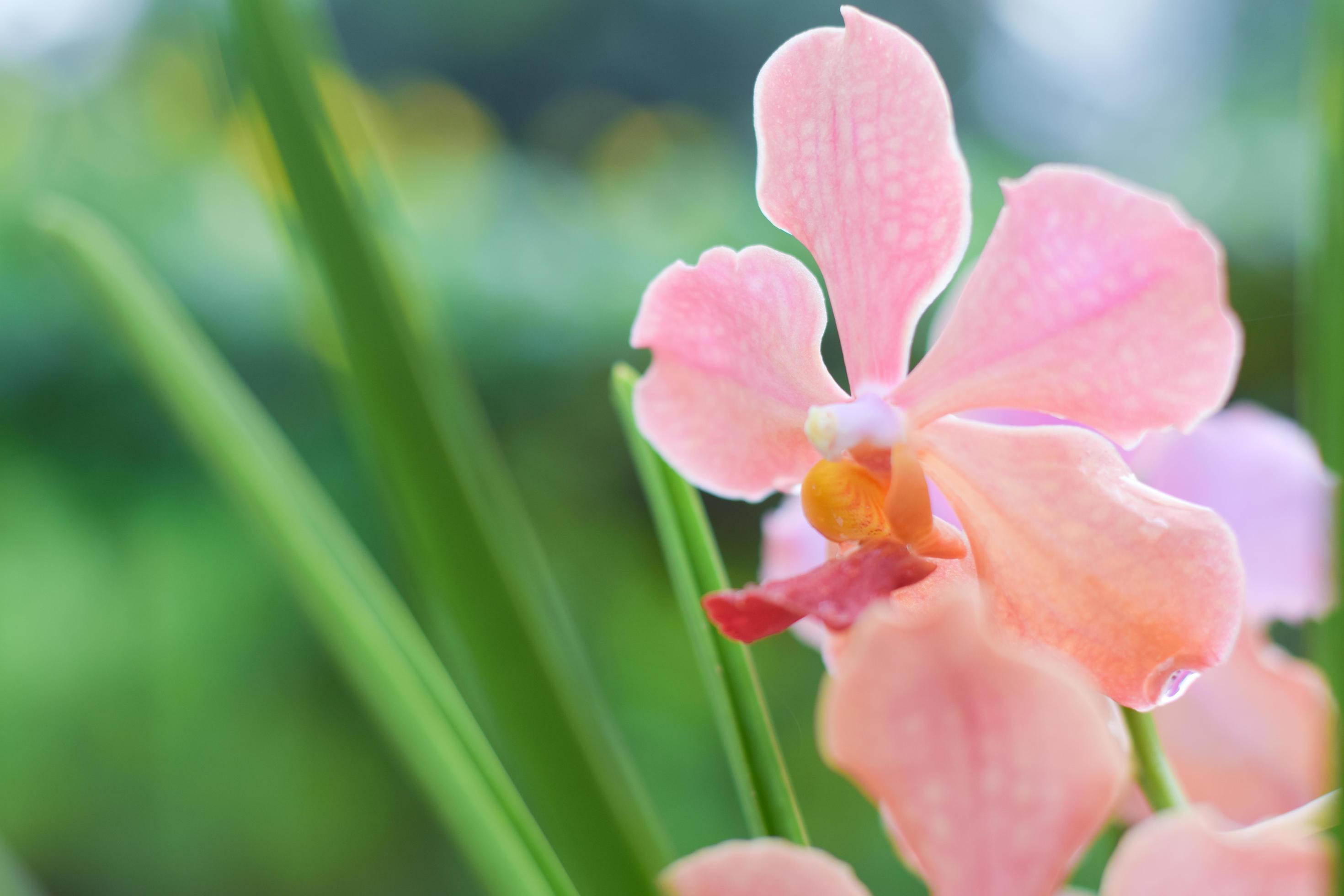 fresh beautiful pink orchid flower Stock Free