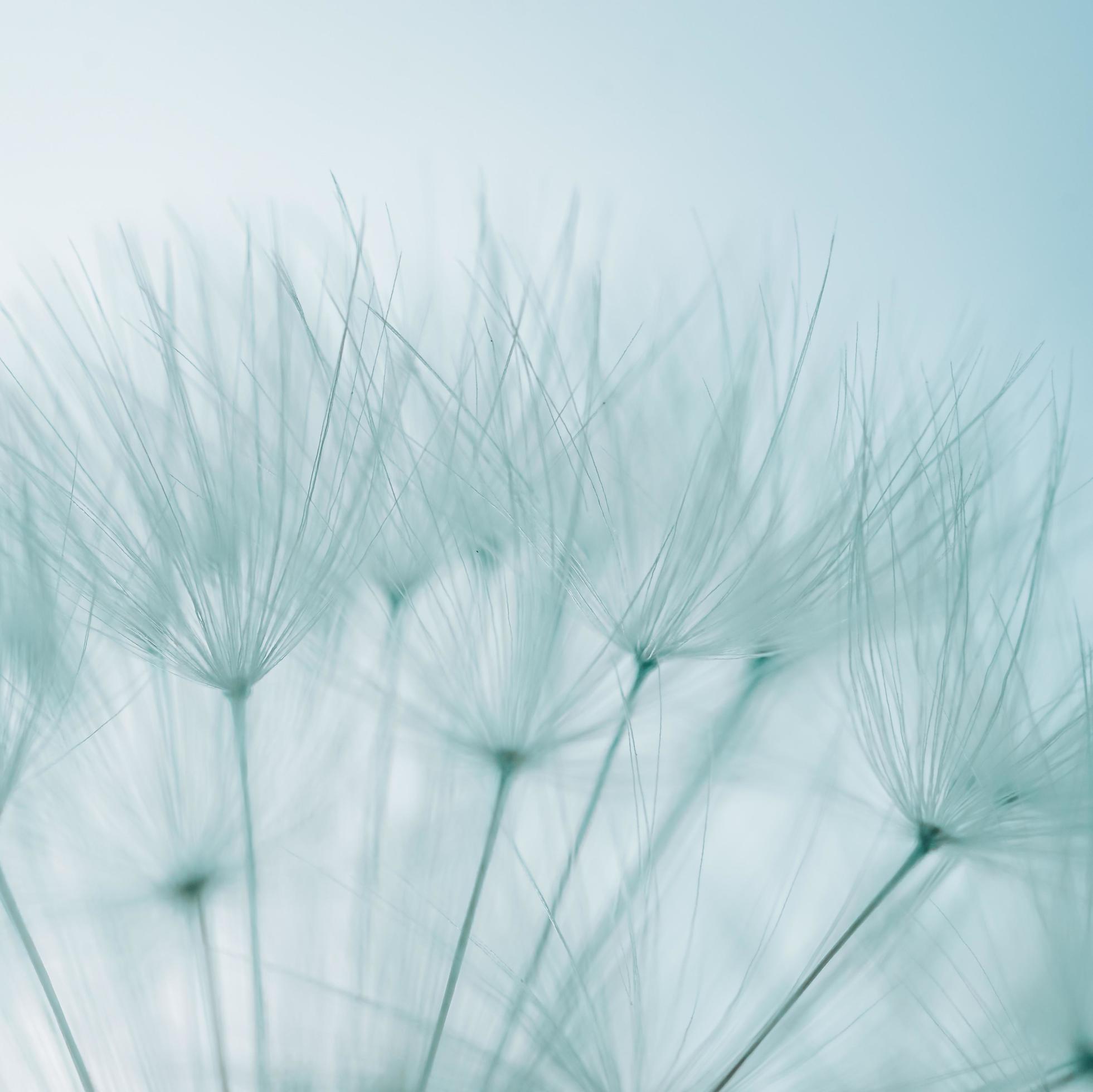 romantic white dandelion flower seed in springtime Stock Free