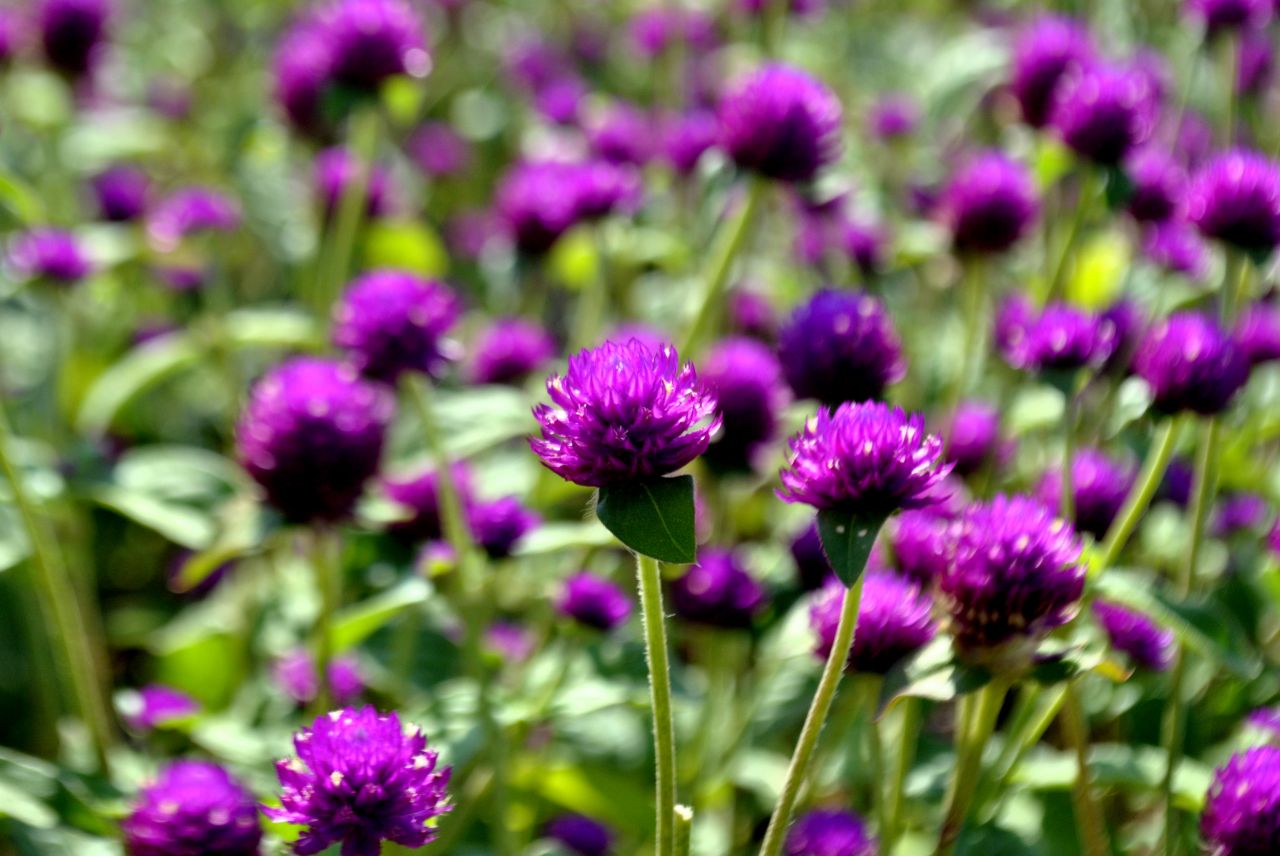 Garden Purple Flowers Stock Free