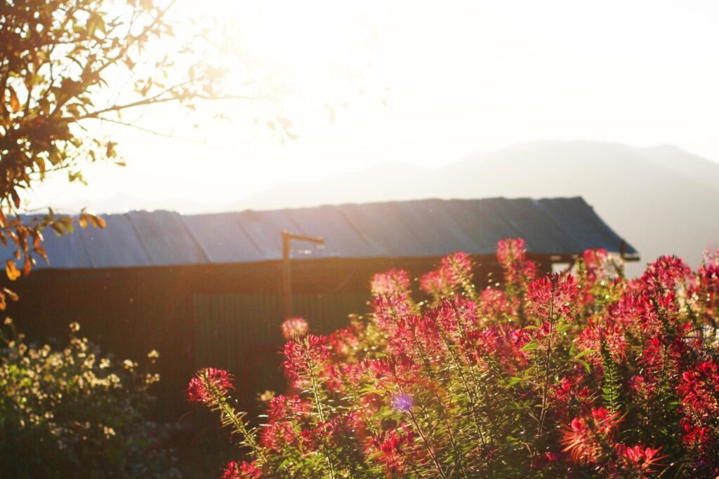 Beautiful blooming pink Cleome Spinosa Linn. or Spider flowers field in natural sunlight. Stock Free