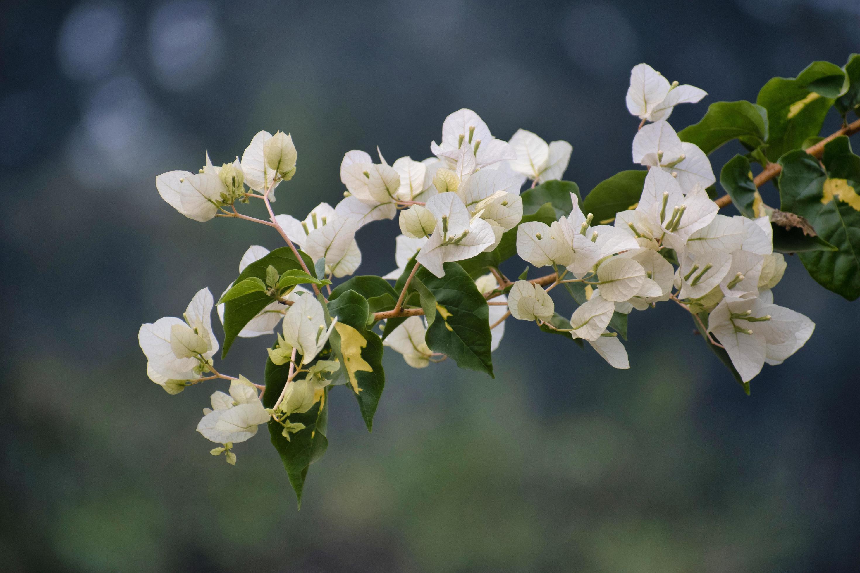 White Bougainvillea flower With green leaves.Selective focus. Stock Free