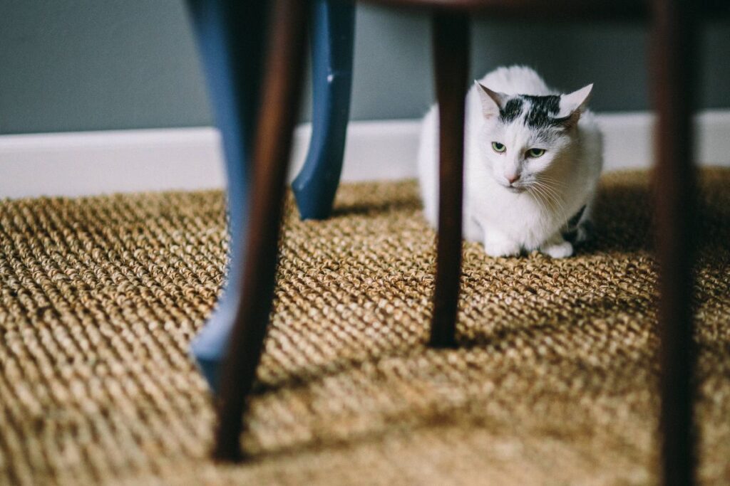 Black and white cat on a floor under a table Stock Free