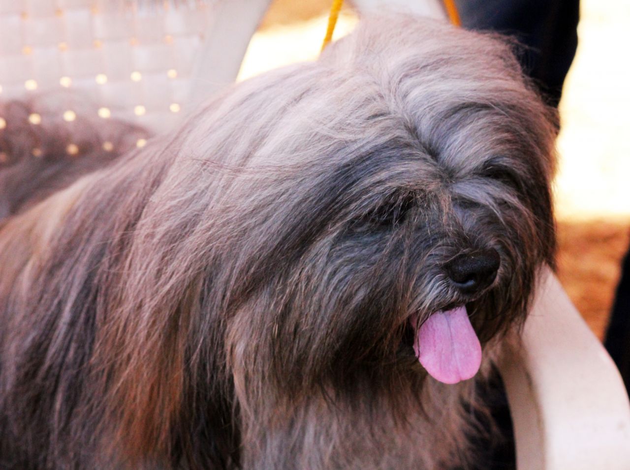 Lhasa Apso Stock Free