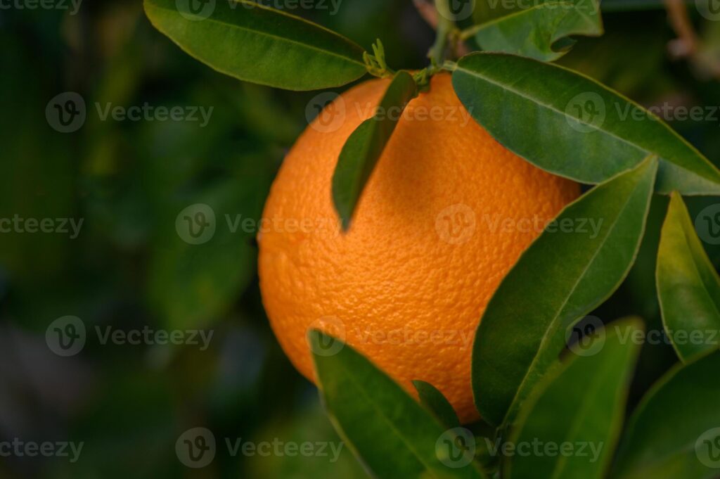 Ripe oranges on a tree in the sunset light 2 Pro Photo