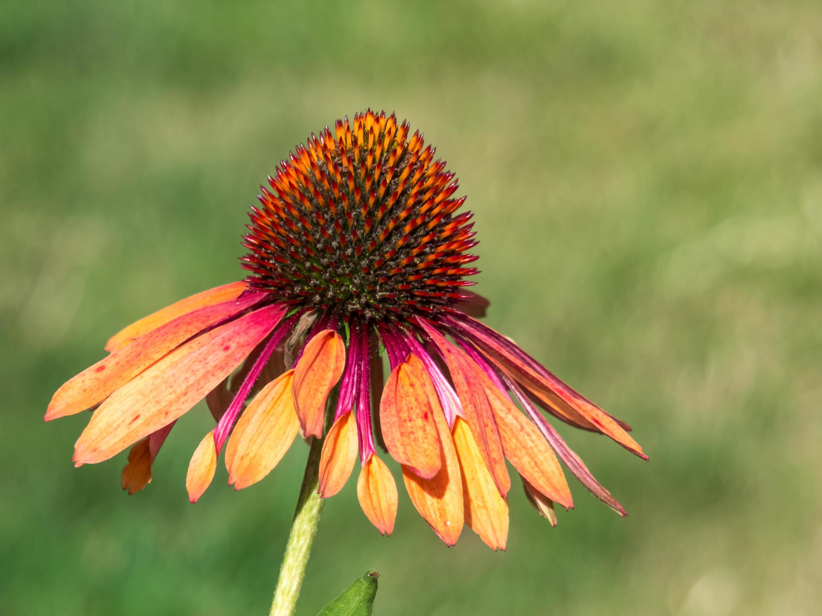 Orange Echinacea flowering in an English garden Stock Free