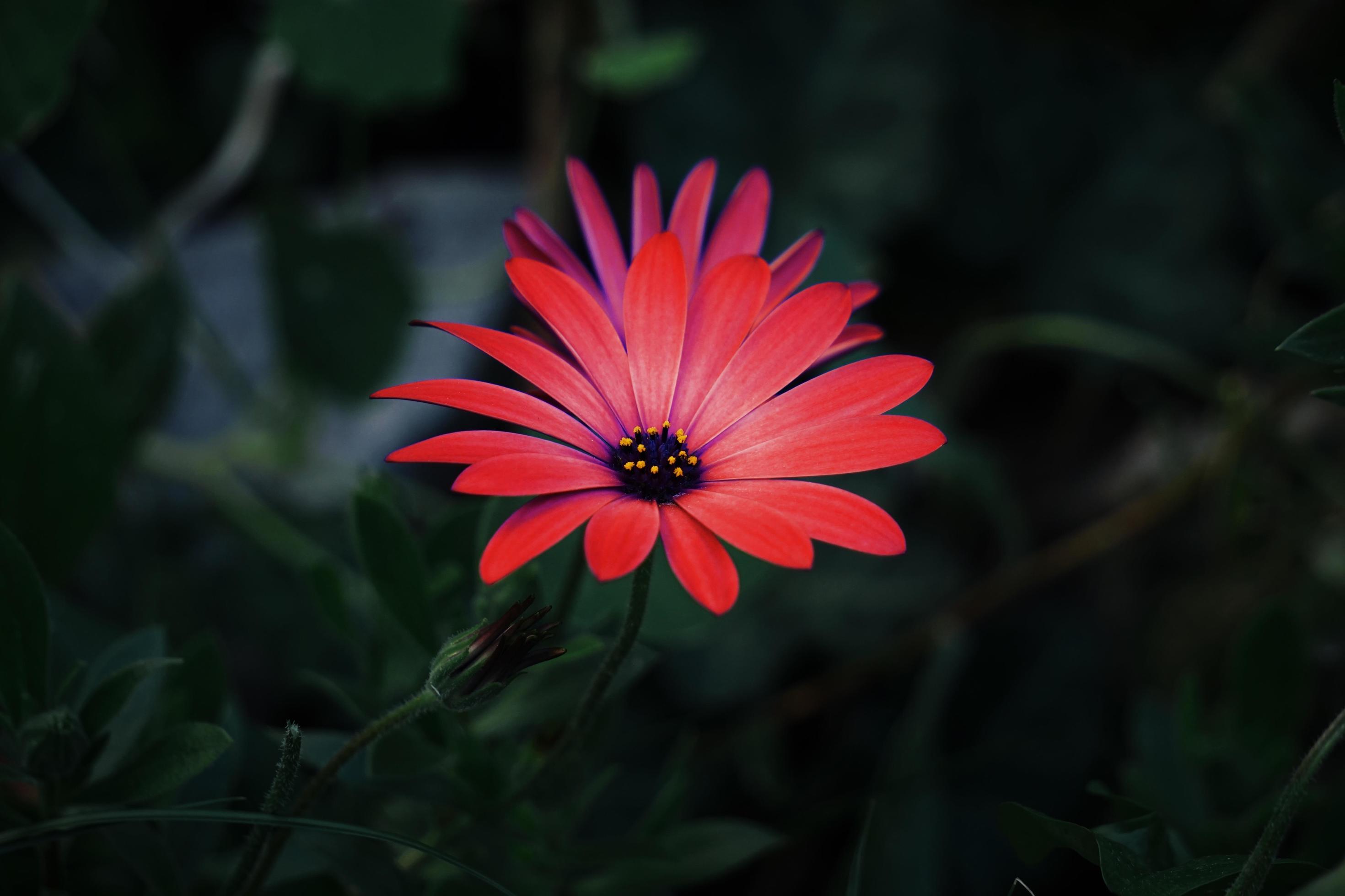 Beautiful red flower plant in the garden in springtime Stock Free