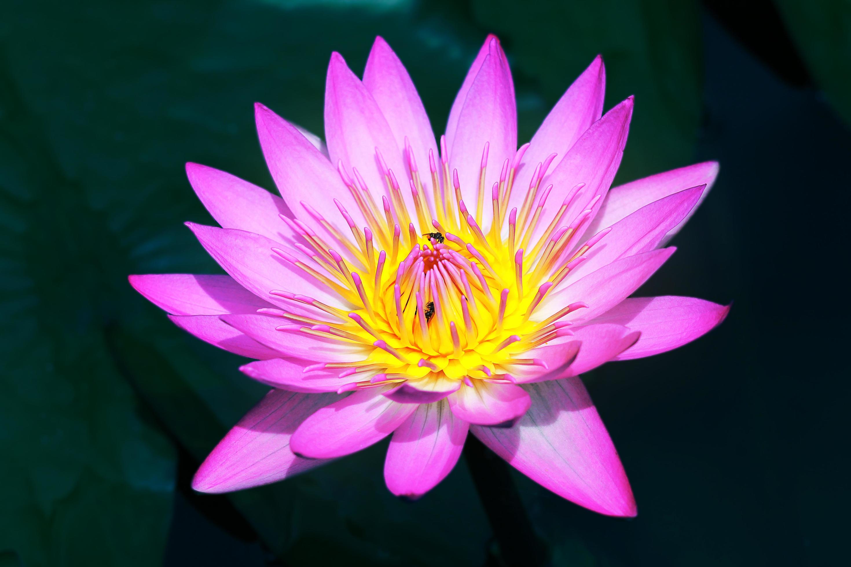 Beautiful pink lotus flower in pond,Lotus flower symbol of Buddhism and Buddhist beliefs. Stock Free