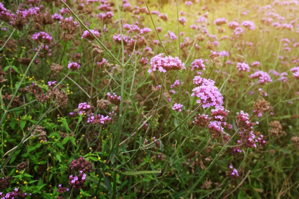 Blooming Violet verbena flowers with natural sunlight in meadow Stock Free