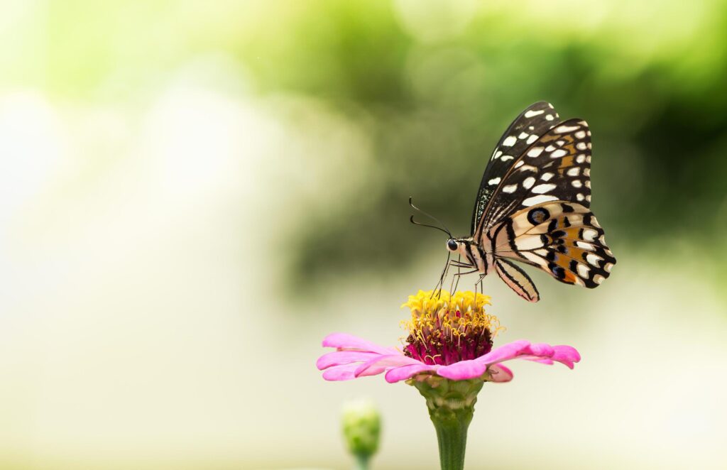 Monarch Butterfly on a Flower. Stock Free