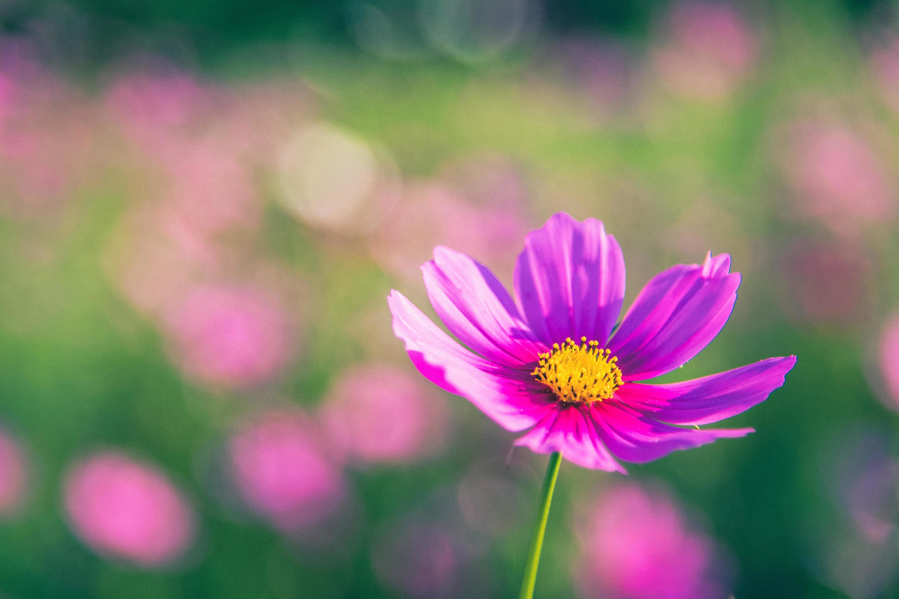 Cosmos flowers with soft natural background Stock Free