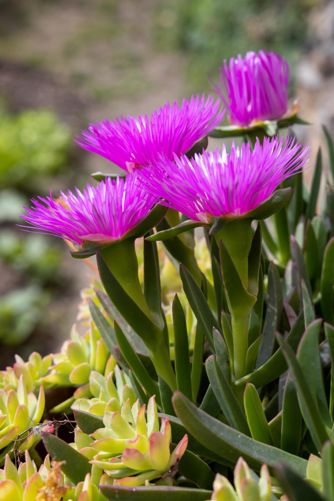 Vivid mesembryanthemums flowering in Riomaggiore Liguria Italy Stock Free