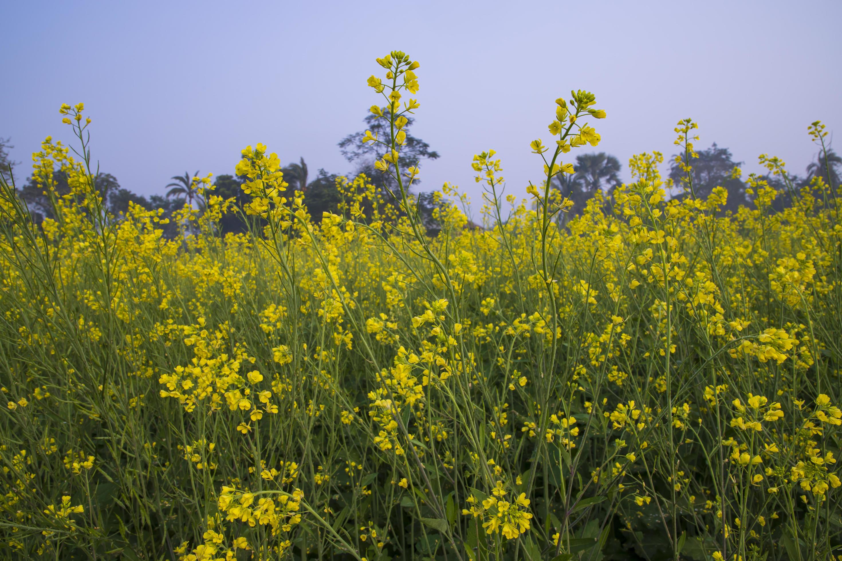 Yellow Rapeseed flowers in the field with blue sky. selective focus Natural landscape view Stock Free