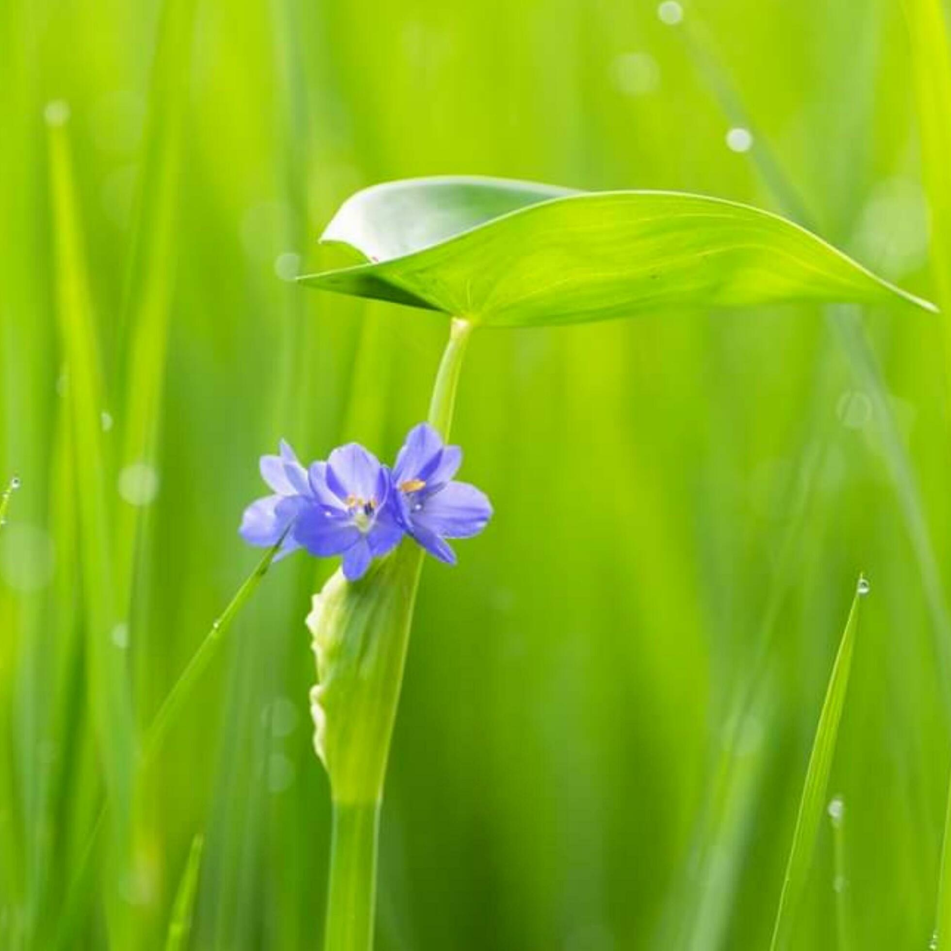 Beautiful blooming flower in the garden Stock Free