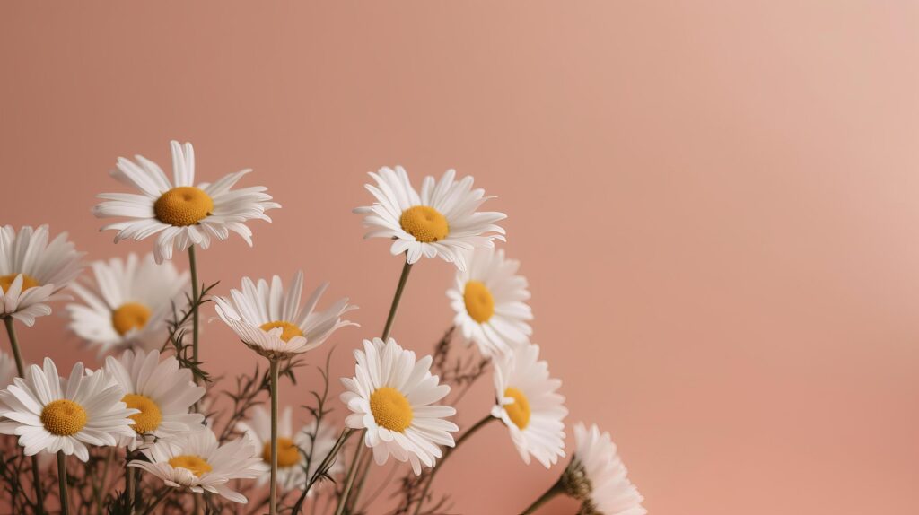 Chamomile flower on pink background. Illustration Stock Free