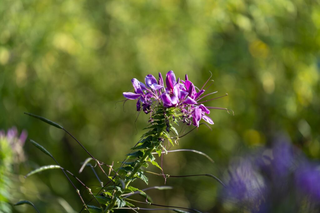 Natural landscape with beautiful purple flowers. Stock Free