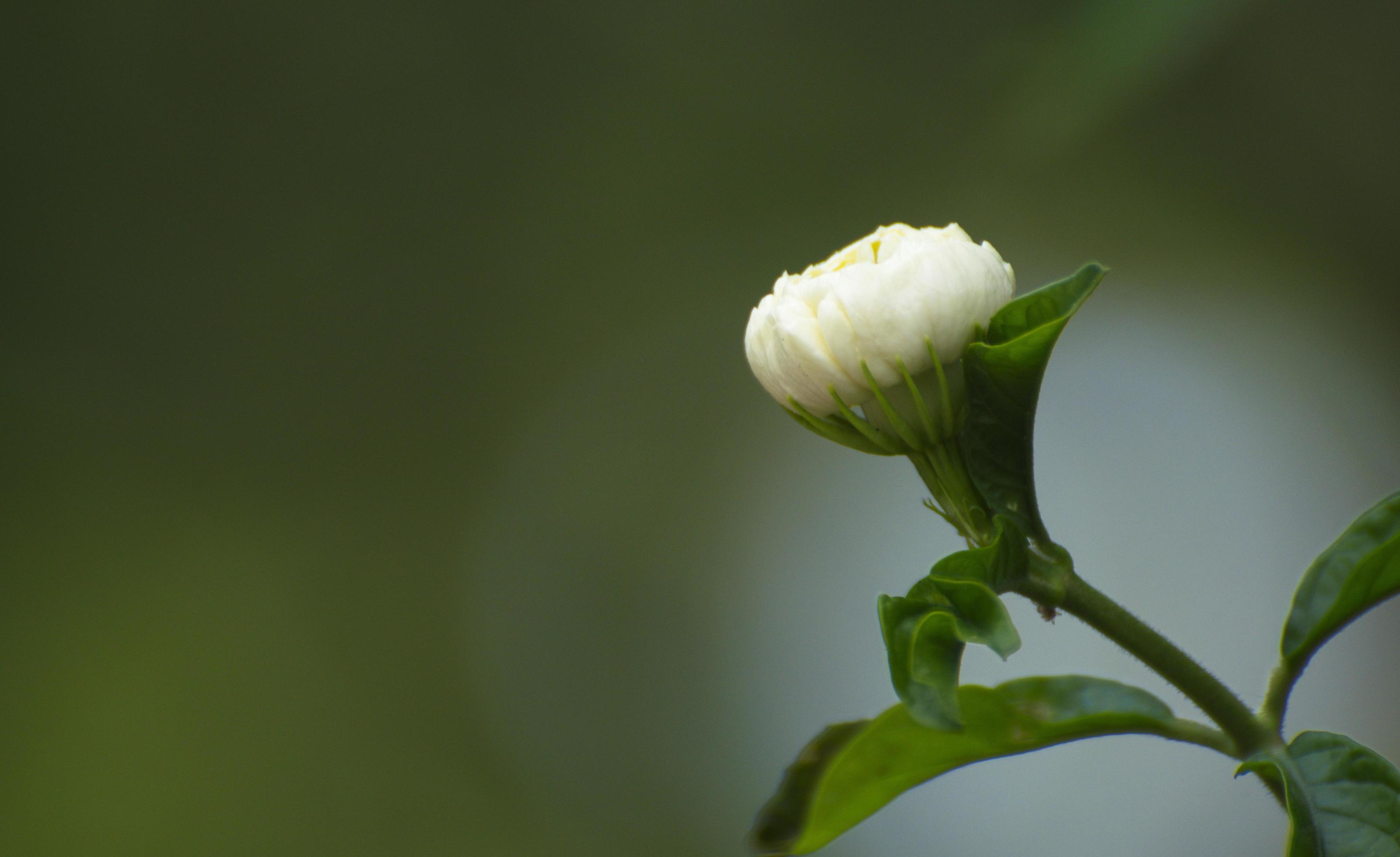 White jasmine buds on smooth green background. Fragrant flowers. Stock Free