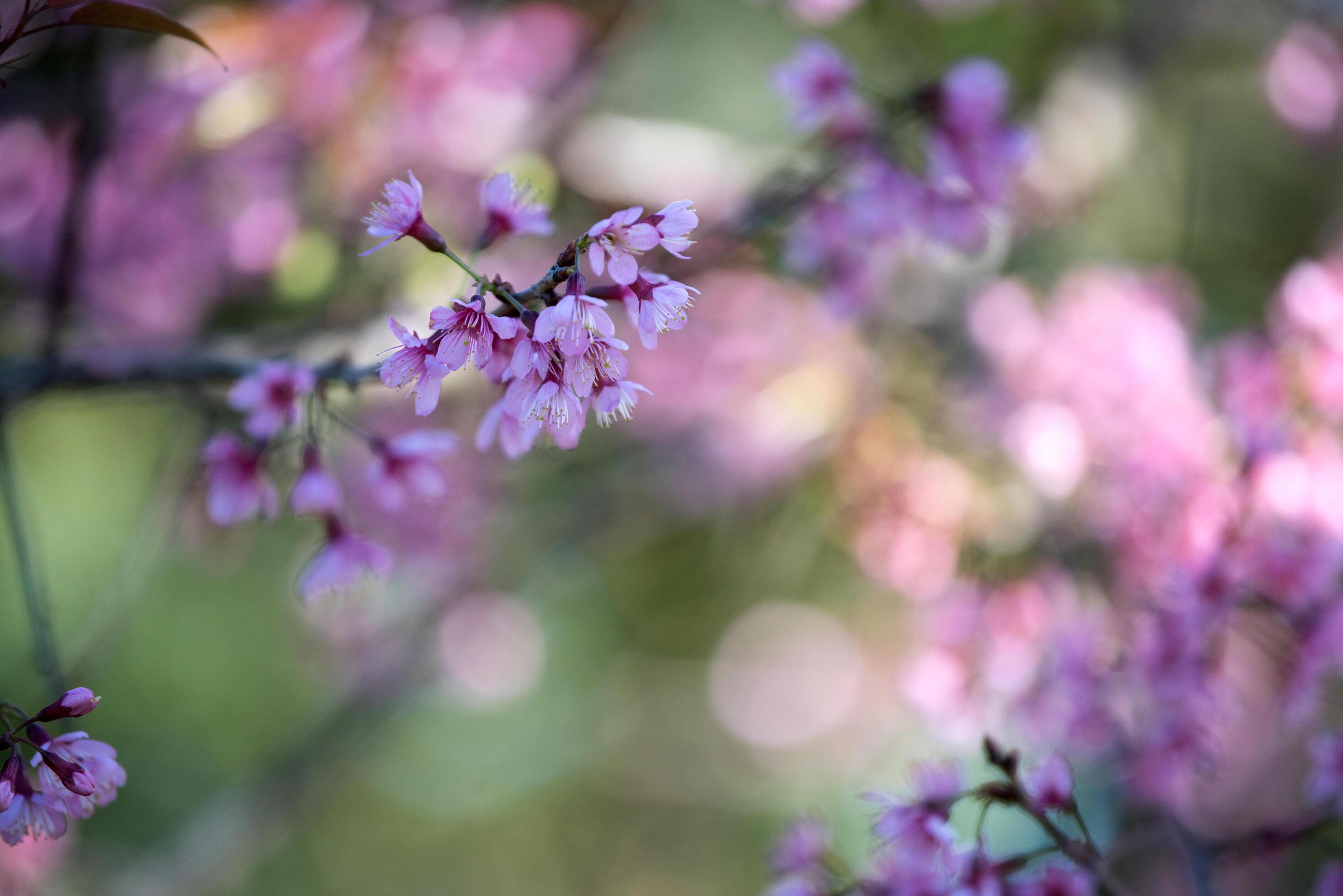 Beautiful pink flower background Stock Free