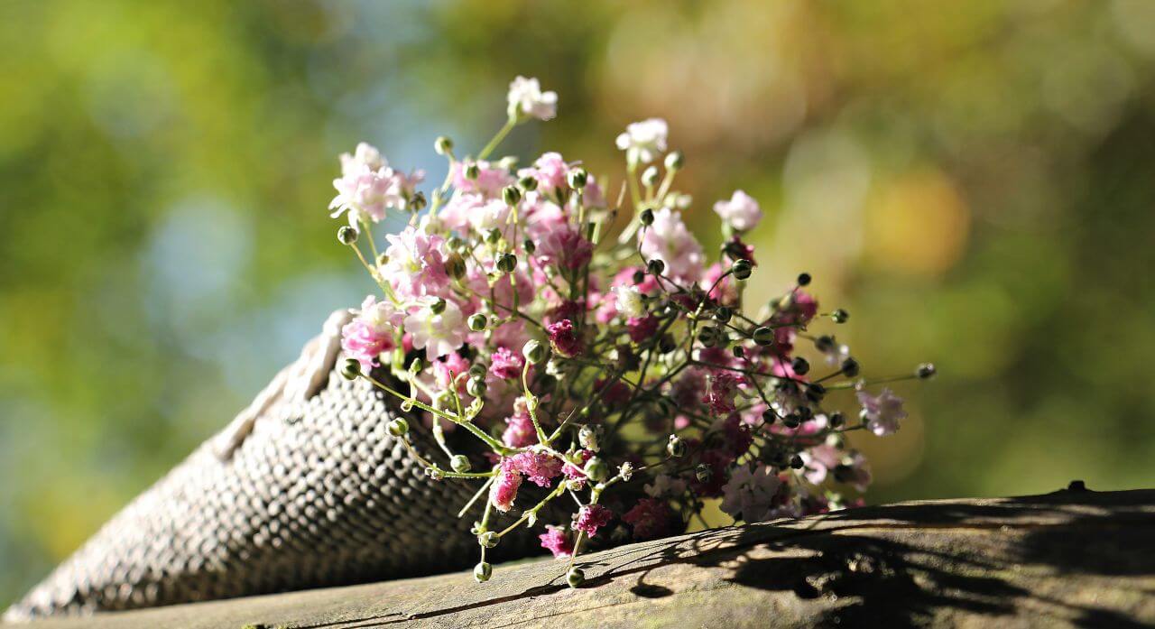 Baby’s breath Stock Free