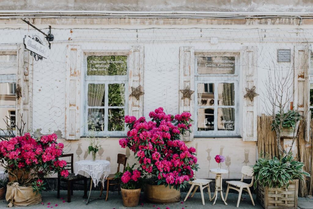 Beautiful pink rhododendrons in front of the restaurant in Łódź, Poland Stock Free