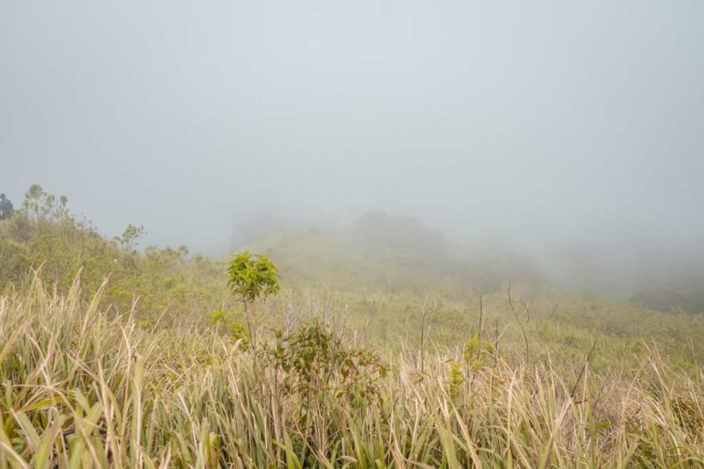 The way going to peak mountain, with Savana and foggy vibes. The photo is suitable to use for adventure content media, nature poster and forest background. Stock Free