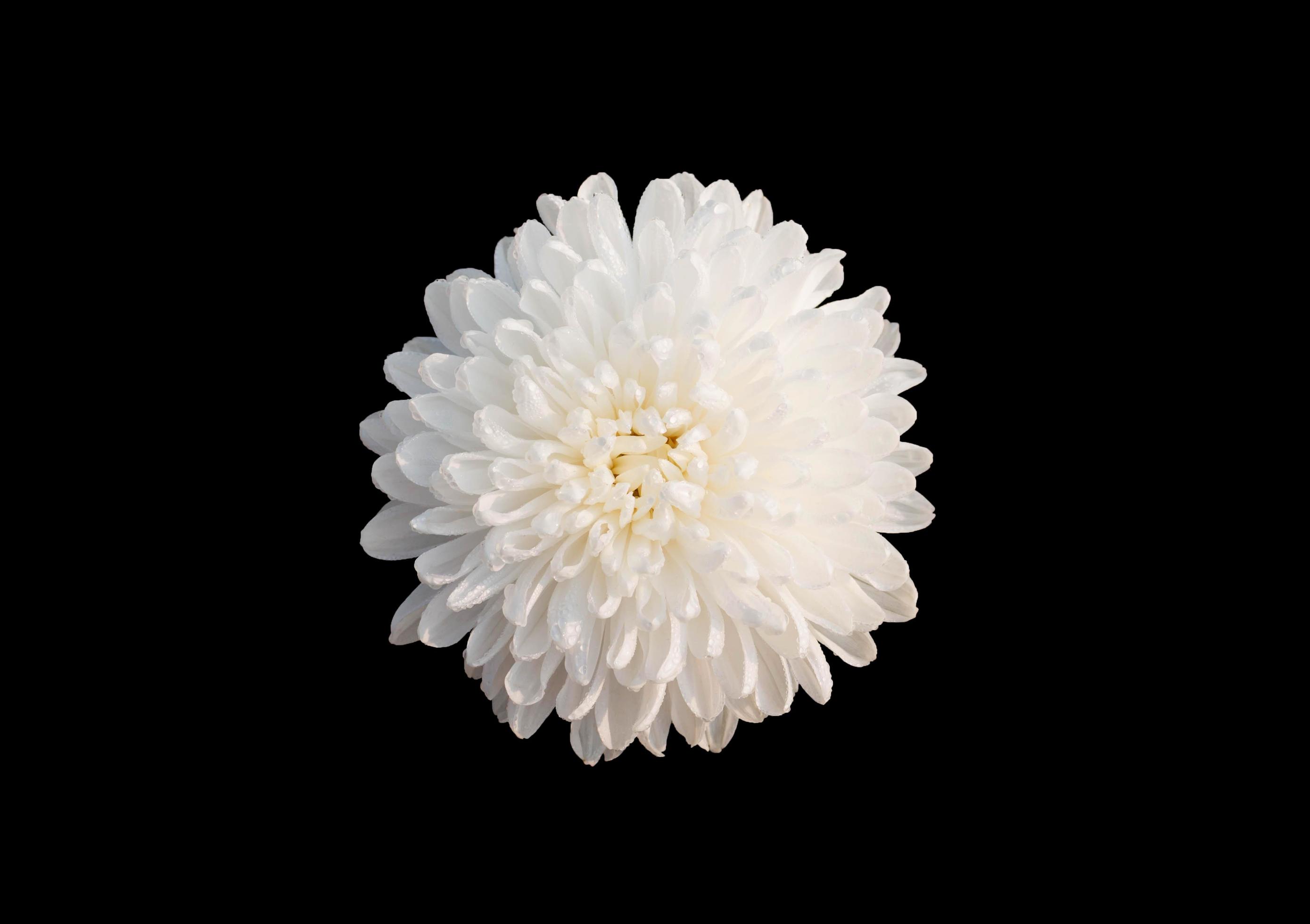 isolated white chrysanthemum flower Stock Free