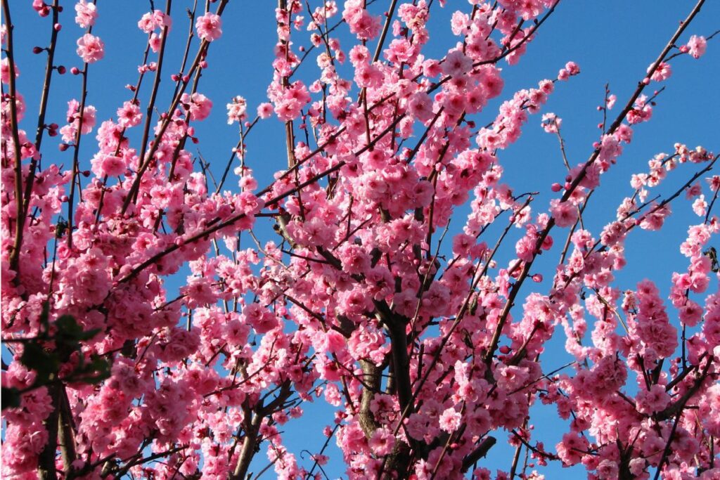 Pink fruit tree blossoms 2 Stock Free