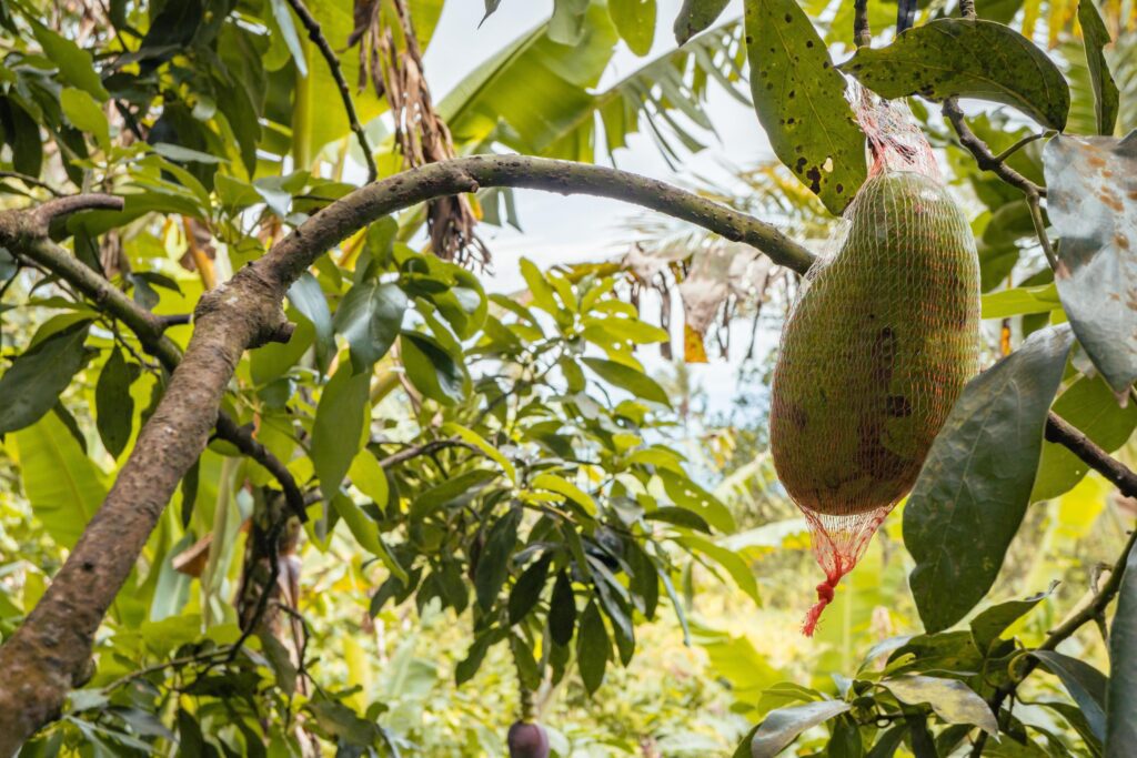 Green Avocado fruit ready for harvest season on the garden. The photo is suitable to use for garden background, fruit content media and nature poster. Stock Free