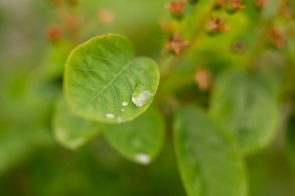 Drop of rain on leaf Stock Free