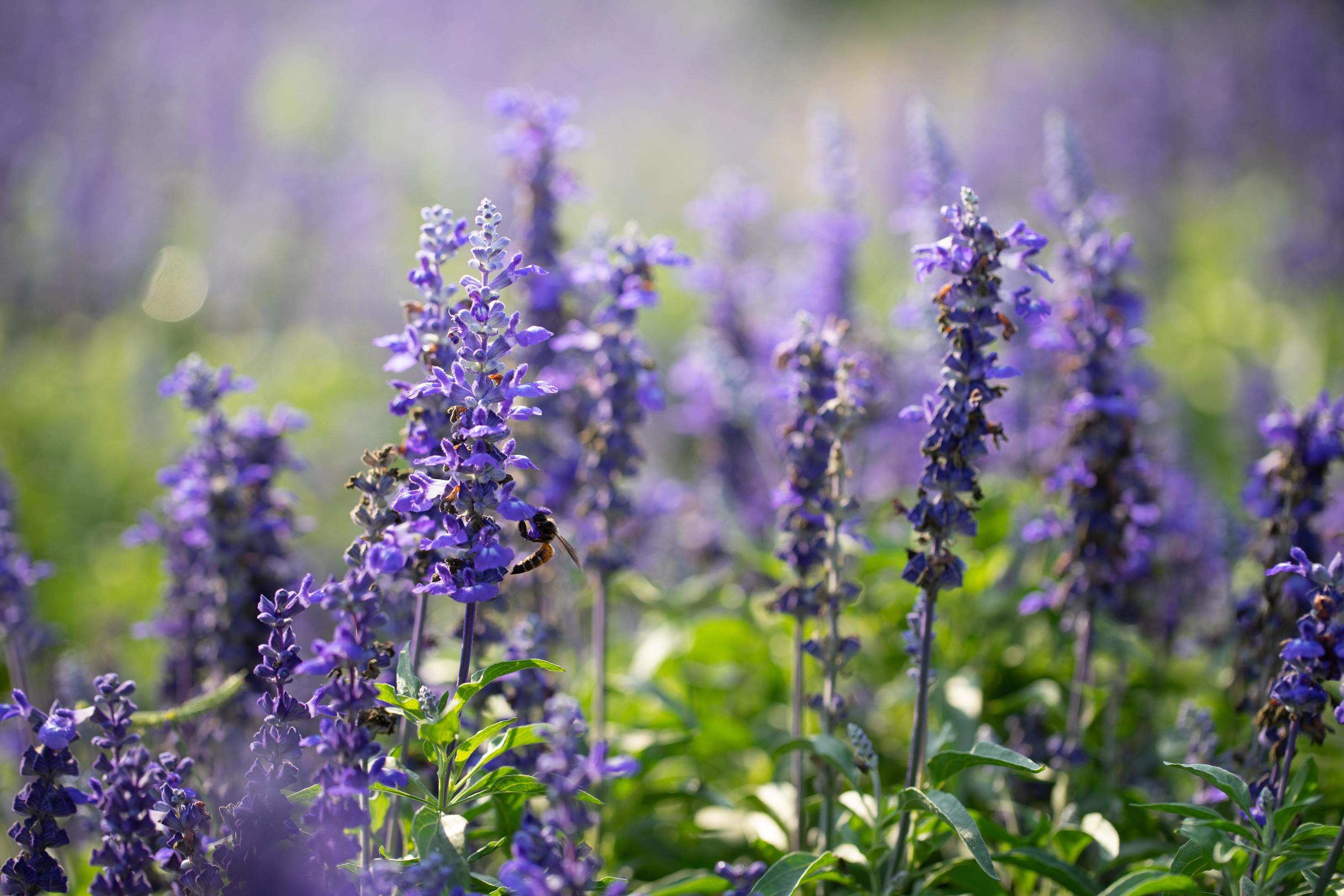 Purple flower fieldn in the morning Stock Free