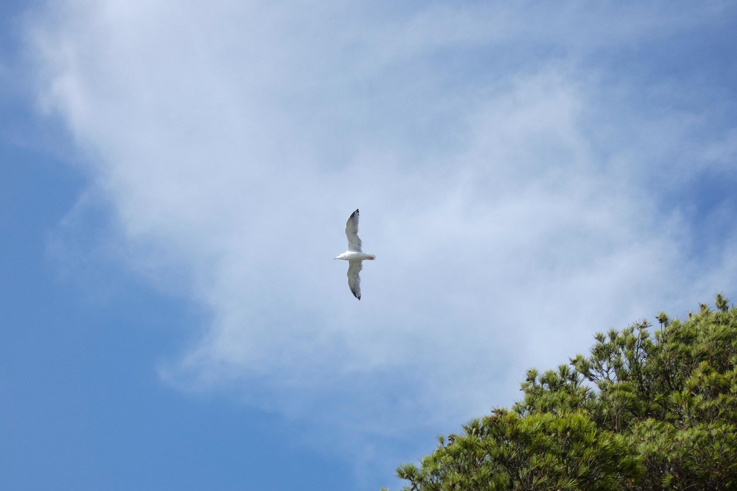 Wild seagulls in nature along the cliffs of the Catalan Costa Brava, Mediterranean, Spain. Stock Free