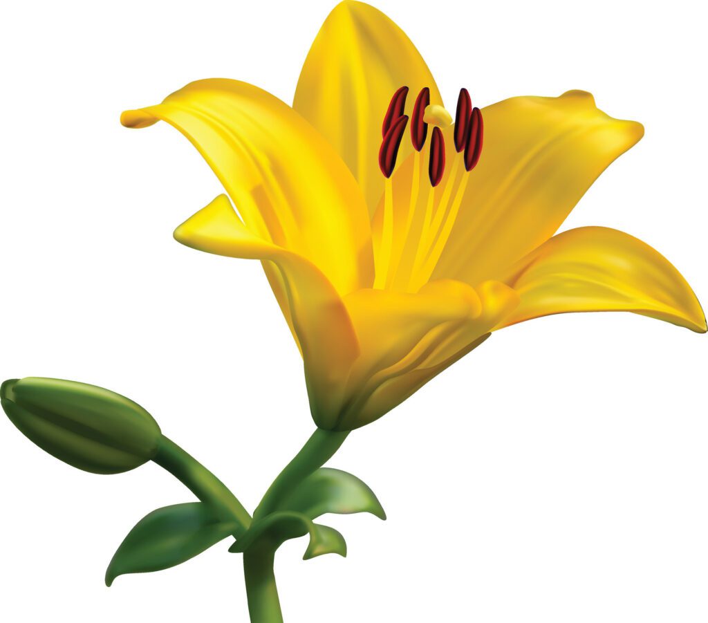 Yellow lily flowers on a white background Free Vector