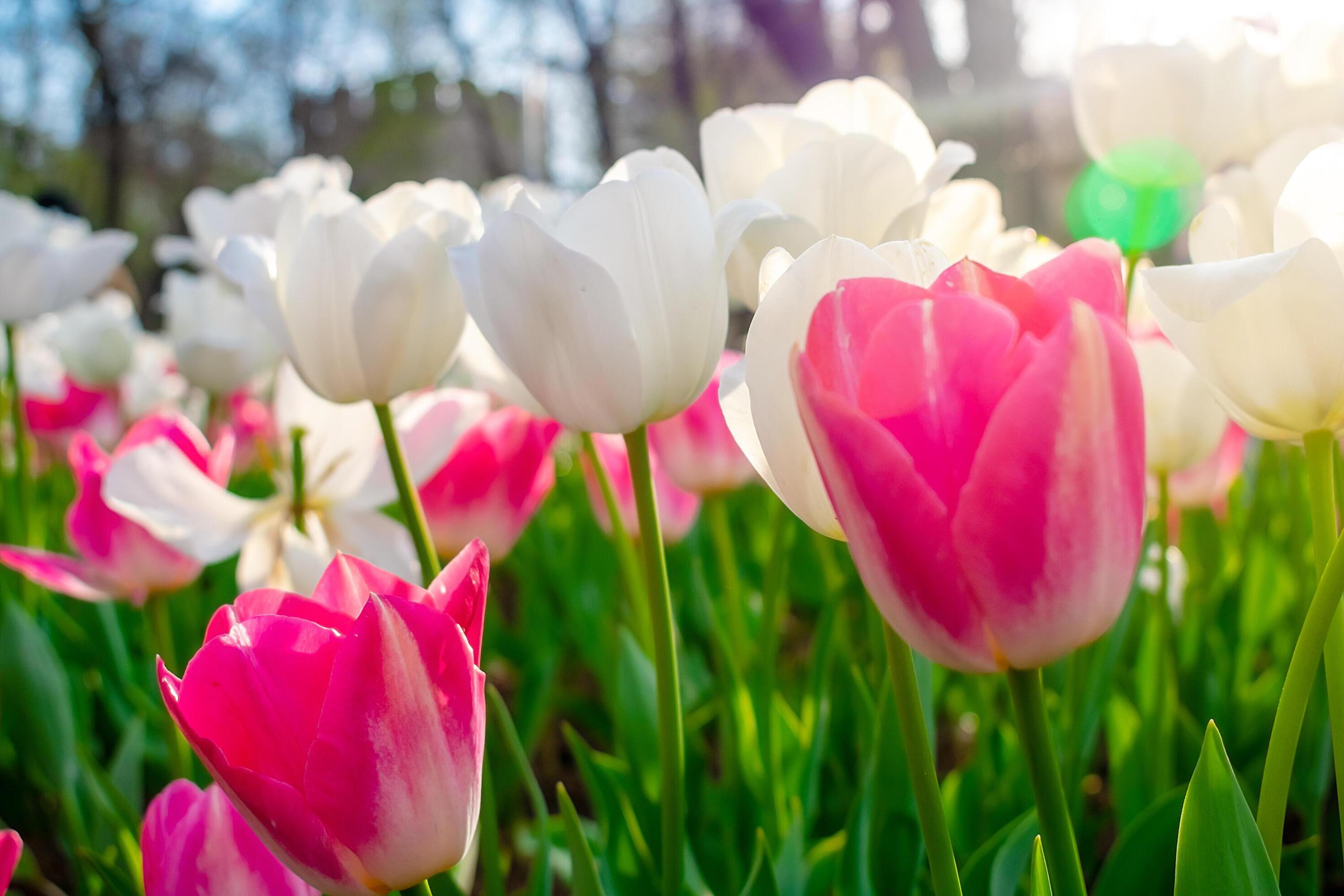 Background of many white tulips. Floral background from a carpet of white tulips. Stock Free