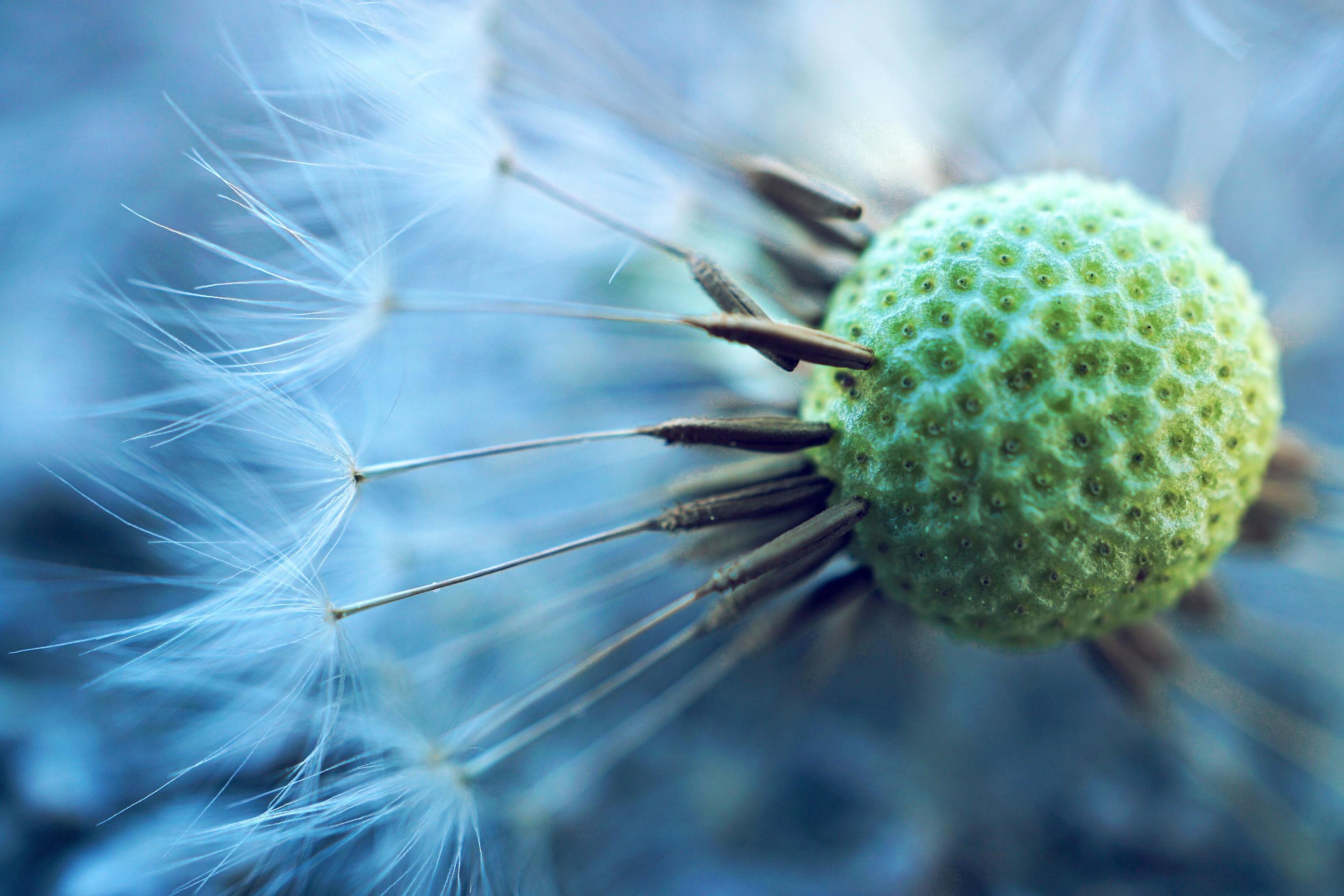 A beautiful dandelion flower in the spring season Stock Free