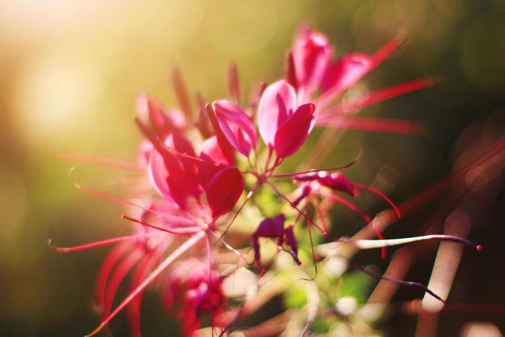 Beautiful blooming pink Cleome Spinosa Linn. or Spider flowers field in natural sunlight. Stock Free