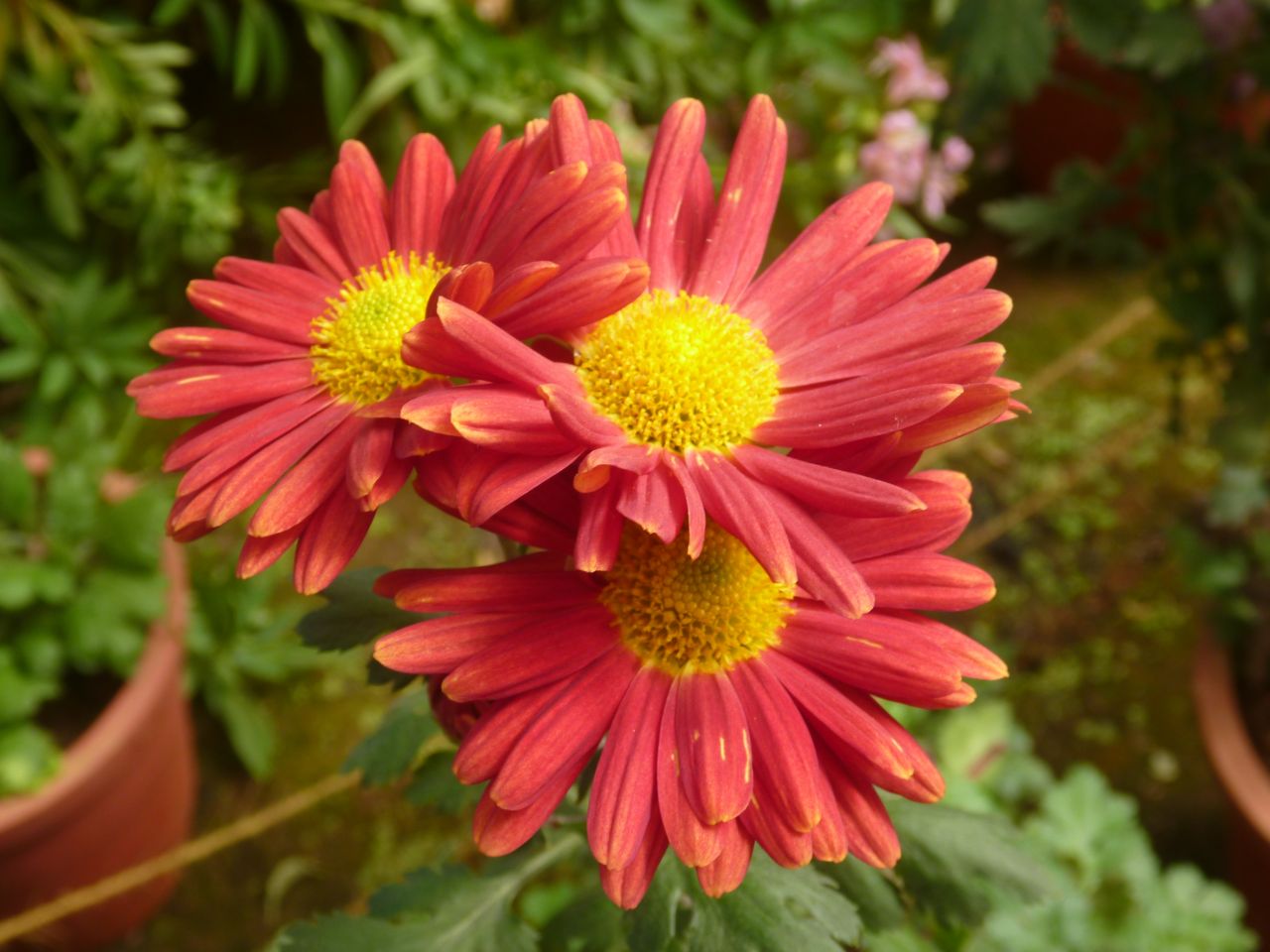 Beautiful Three Red Flowers Stock Free