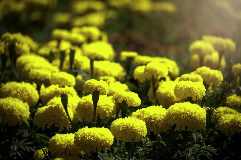 Beautiful yellow marigold flowers blooming in the summer garden Stock Free