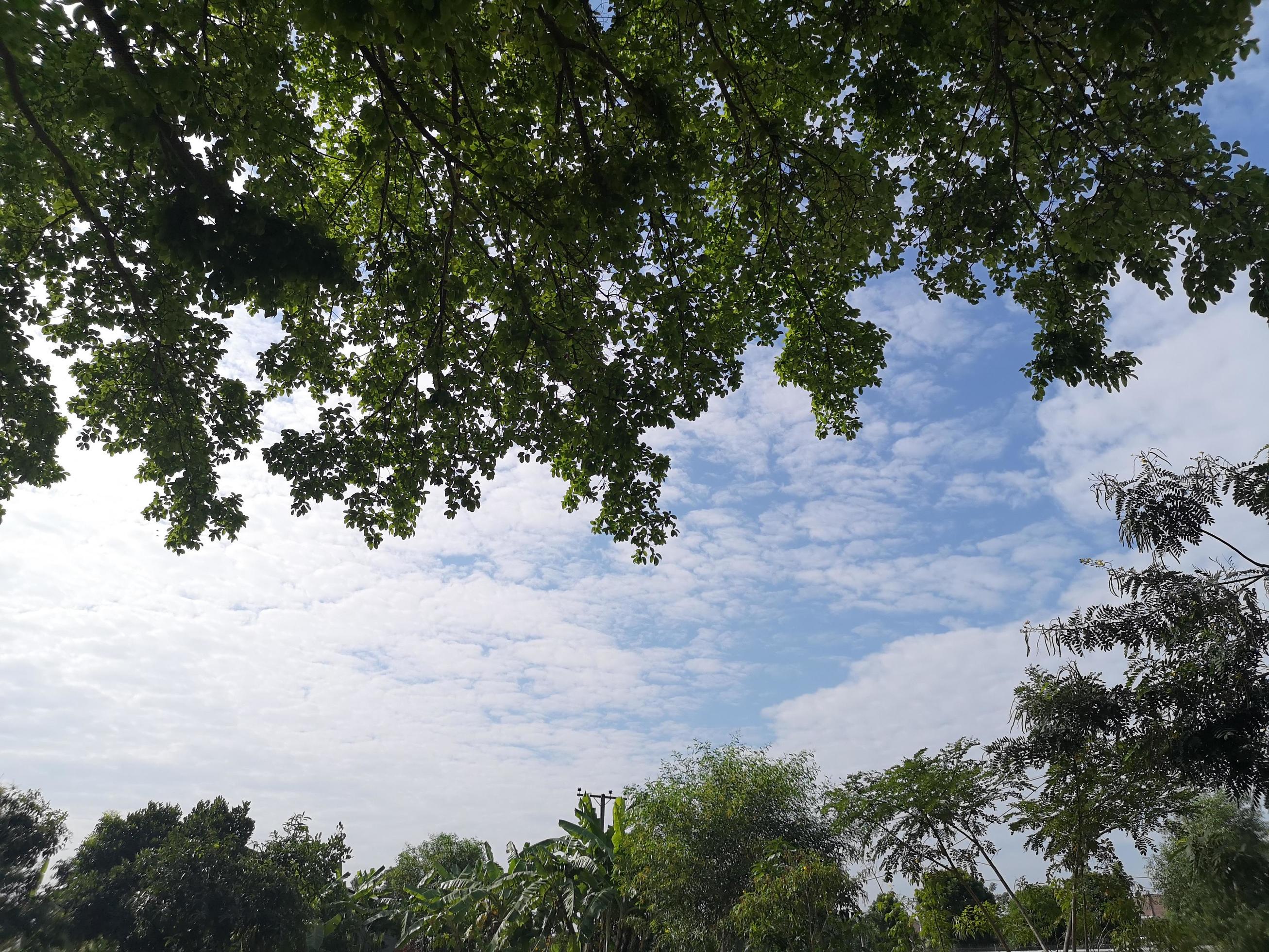 bush tree texture nature green leaves background Bark trunk rough surface texture plant and white cloud blue sky Stock Free