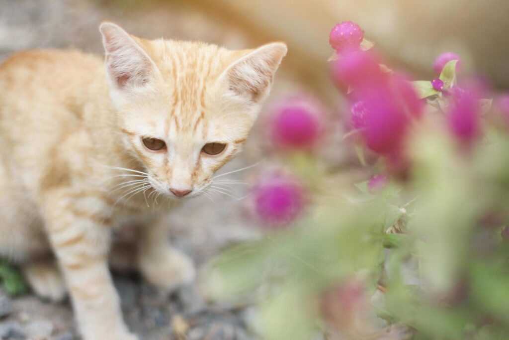 Cute Orange Kitten striped cat enjoy and relax with Globe Amaranth flowers in garden with natural sunlight Stock Free