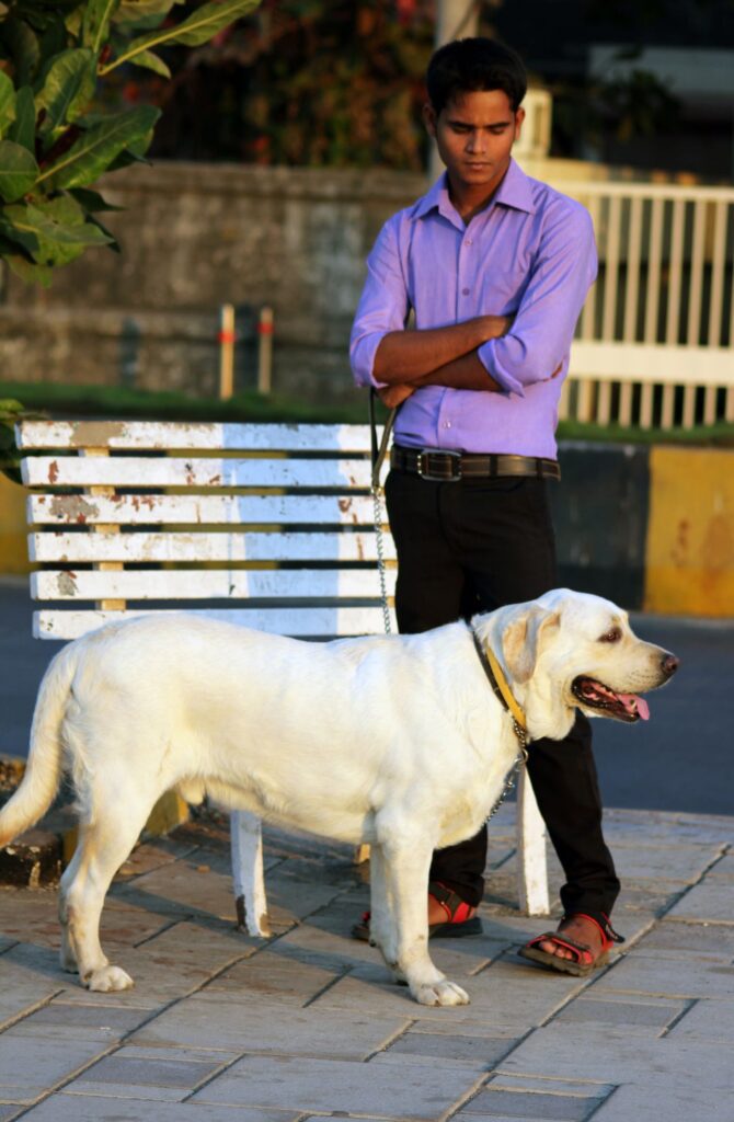 Beautiful Dog Labrador White Stock Free