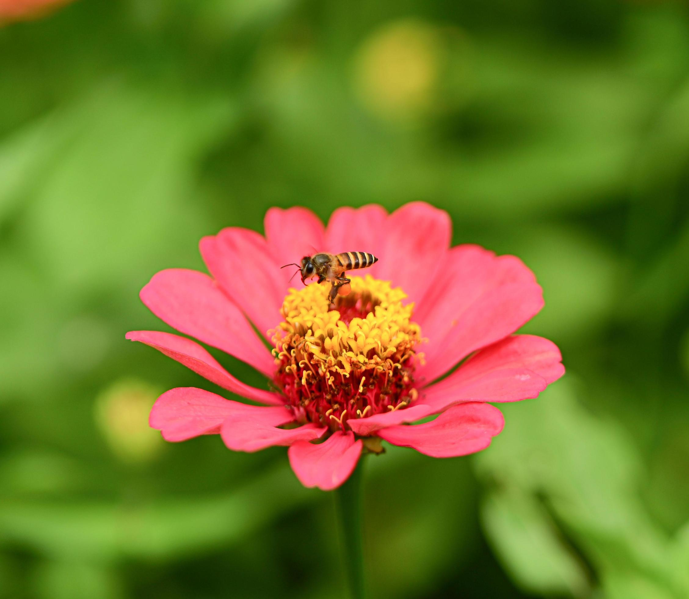 Zinnia flowers,colorful flowers, tropical flowers, Thai flowers, close up shot. Stock Free