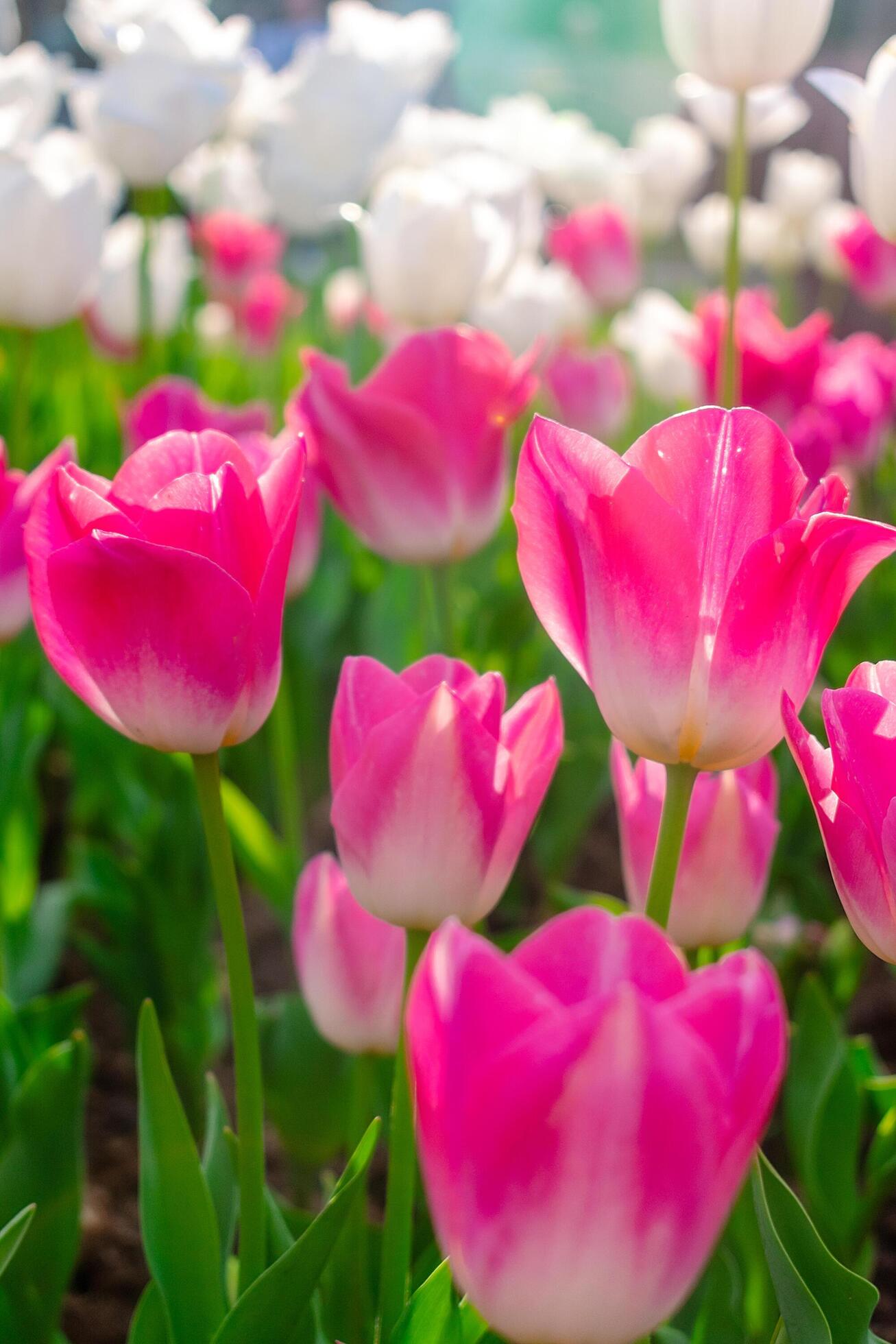 Background of many bright pink tulips. Floral background from a carpet of bright pink tulips. Stock Free