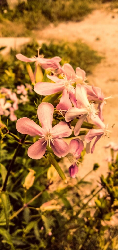 Flowers of Deosai National Park Stock Free